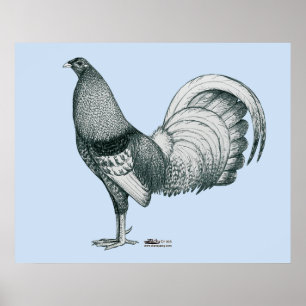 Poster Gamecock Crele ou Dom