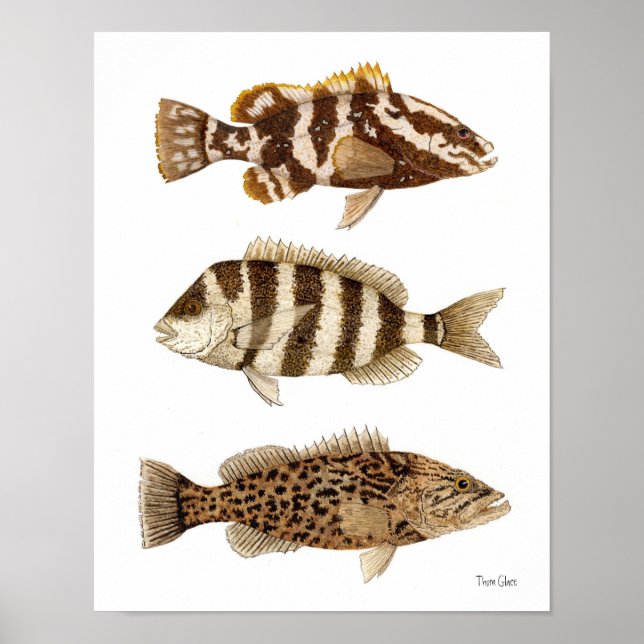 Poster Gamefish - Nassau Grouper, Sheepshead & Gag Groupe (Devant)
