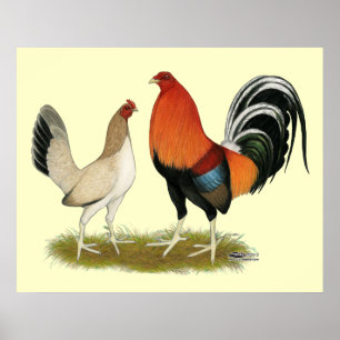 Poster Gamefowl wheatens