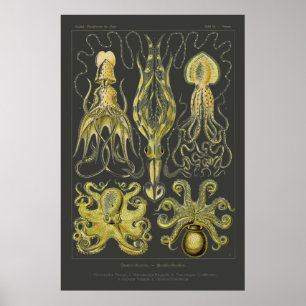 Poster Gamochonia - Ernst Haeckel Squid, Octopod