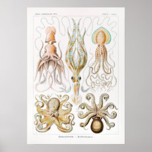 Poster Gamochonia-Trichterkraken by Ernst Haeckel