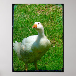 Poster Gander