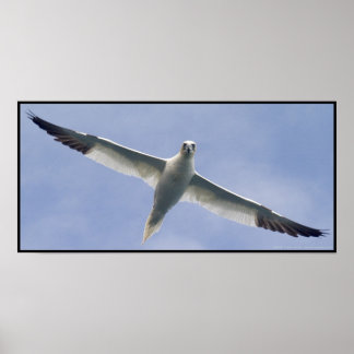 Poster Gannet