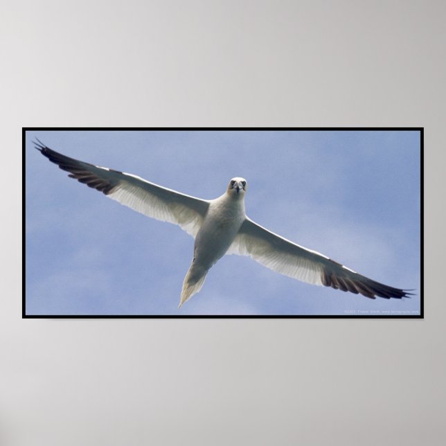 Poster Gannet (Devant)