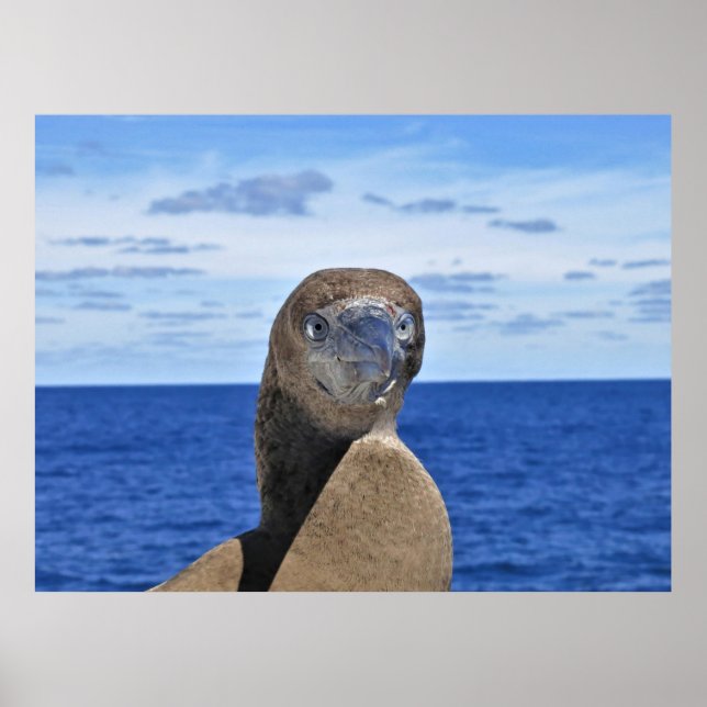 Poster Gannet magnifique (Devant)