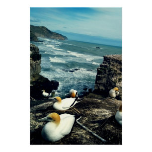 Poster Gannets australasiens d'oiseaux marins reproductio