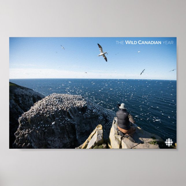 Poster Gannets du Nord (Devant)