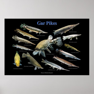 Poster Gar Pikes