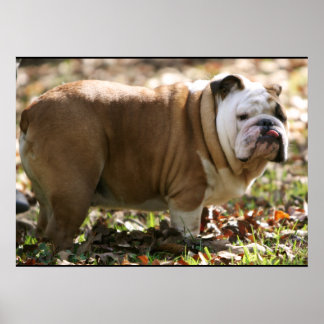 Poster Garçon nommé Sue