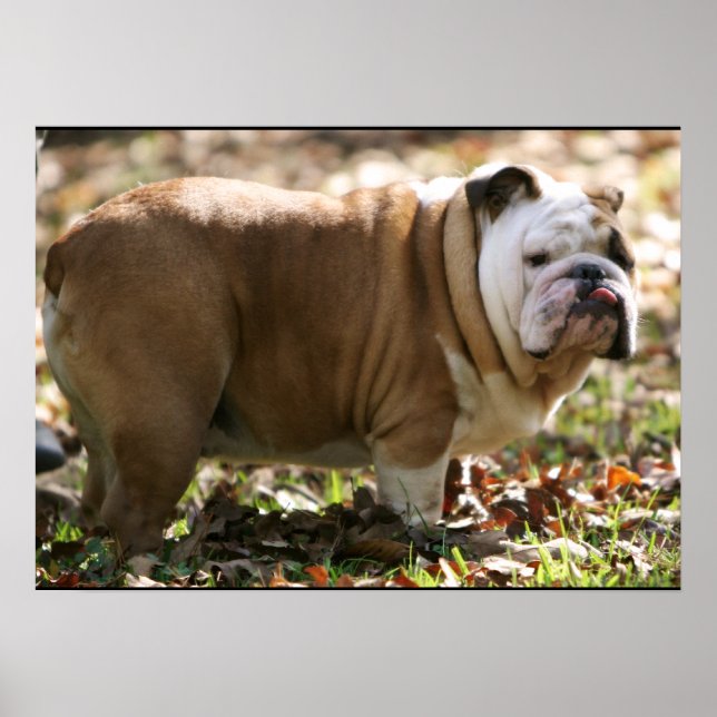 Poster Garçon nommé Sue (Devant)