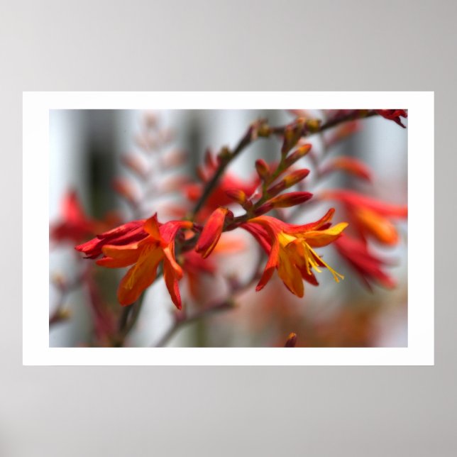 Poster Garden beauty (Devant)