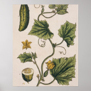 Poster Garden Cucumber, plate 4 from 'A Curious Herbal'