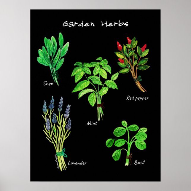 POSTER GARDEN HERBS (Devant)