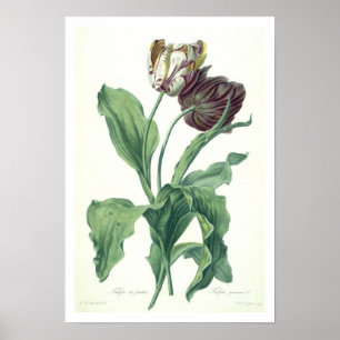 Poster Garden Tulip, from 'Opera Botanica', engravée par