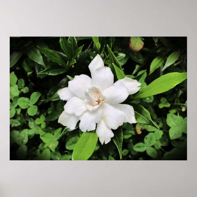 Poster Gardenia, (Devant)