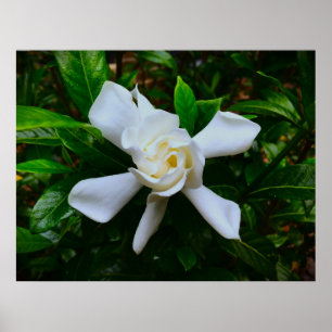 Poster Gardenia,