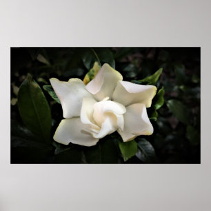Poster Gardenia,