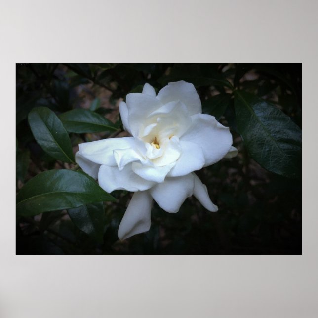Poster Gardenia, (Devant)