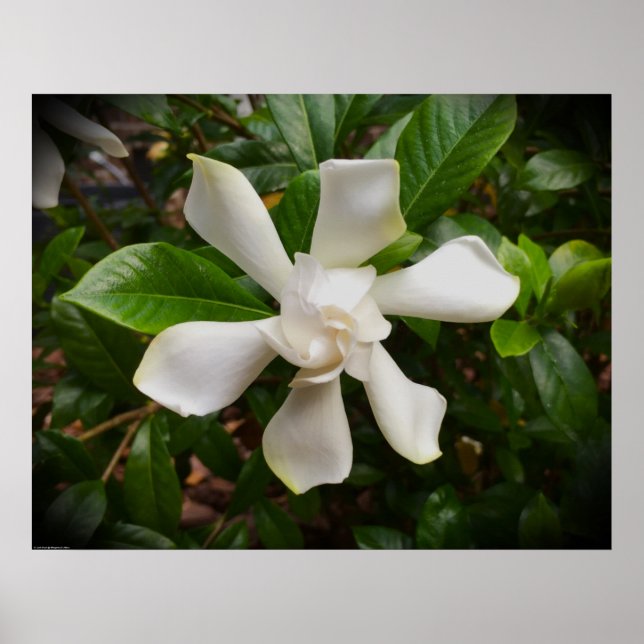 Poster Gardenia, (Devant)