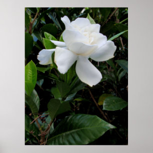 Poster Gardénia hawaïen