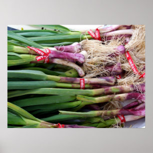 Poster Garlic vert