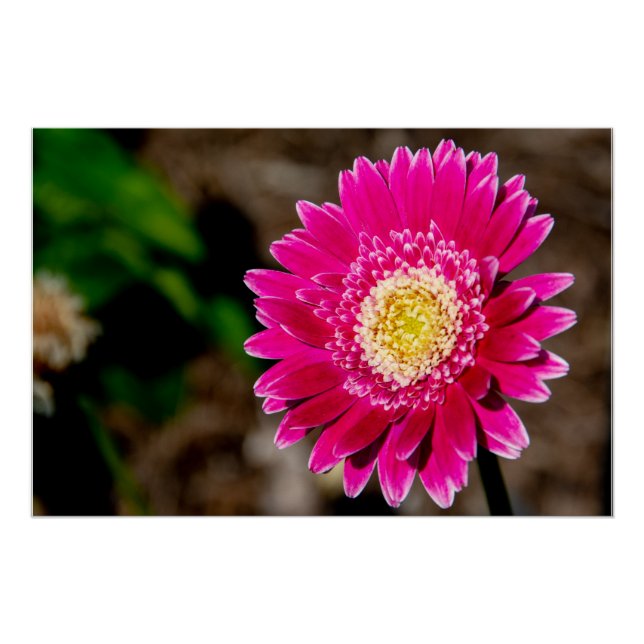 Poster Garvinea Sweet Fiesta Gerber Daisy (Devant)
