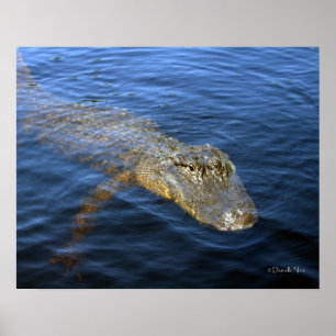 Poster Gator