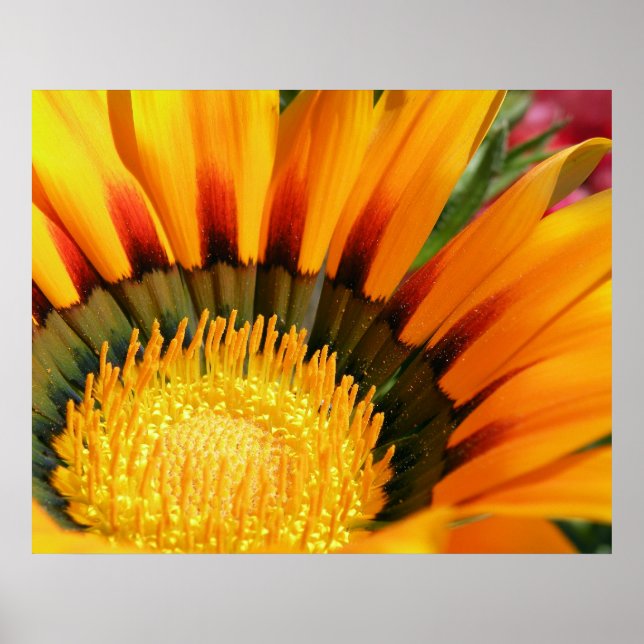 Poster Gazania (Devant)