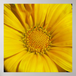 Poster Gazania