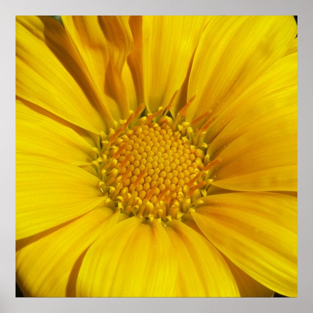 Poster Gazania (Devant)