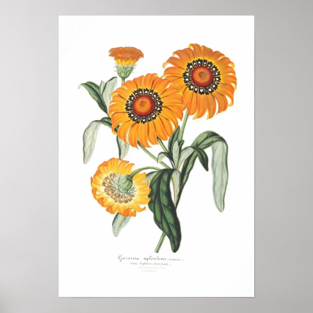 Poster Gazania splendens (Devant)