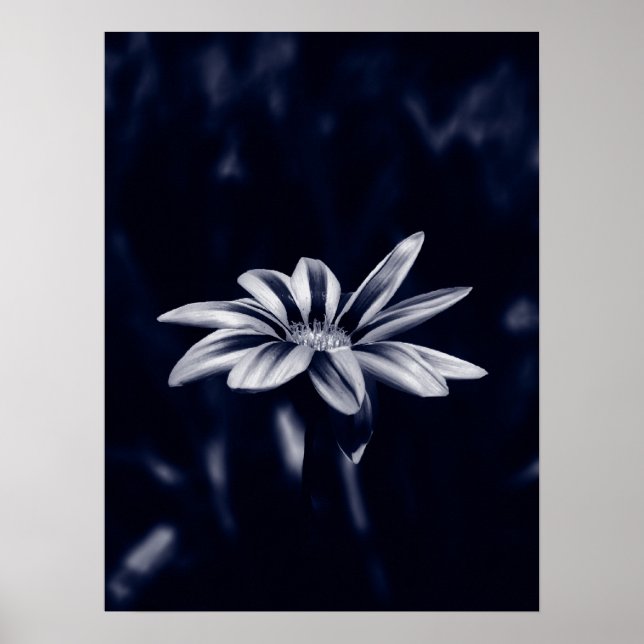 Poster gazanie (Devant)