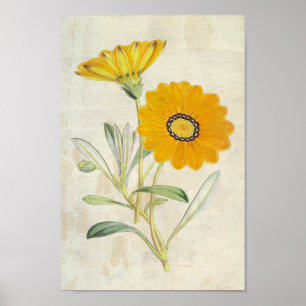 Poster Gazanie vintage et resplendissante