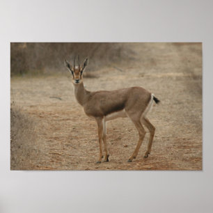 Poster Gazelle