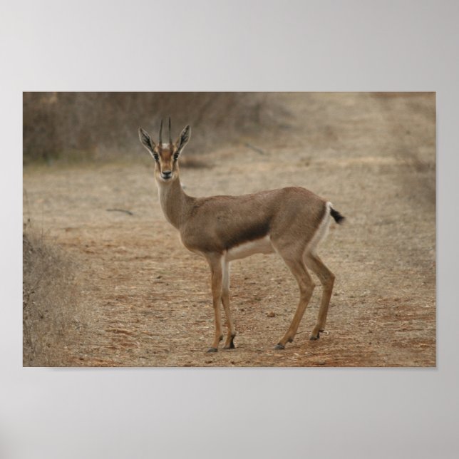 Poster Gazelle (Devant)