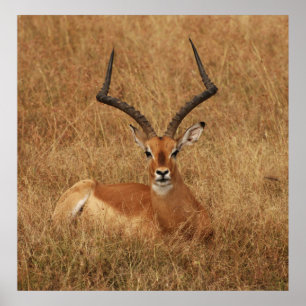 Poster Gazelle Big Horn with