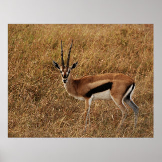Poster Gazelle Horn avec