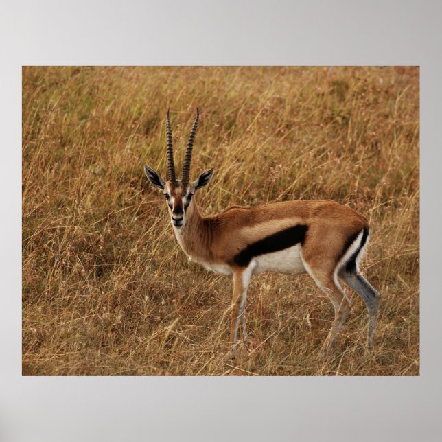 Poster Gazelle Horn avec (Devant)