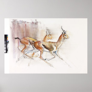 Poster Gazelles Arabes courantes 2010