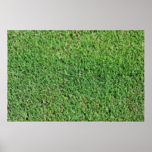 Poster Gazon vibrant de couleur verte