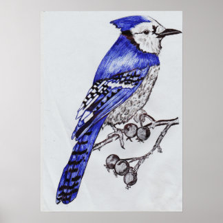 Poster Geai bleu dessiné à la main | Art de la nature à l