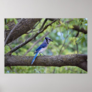 Poster Geai bleu d'été