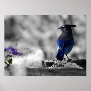 Poster Geai de Steller