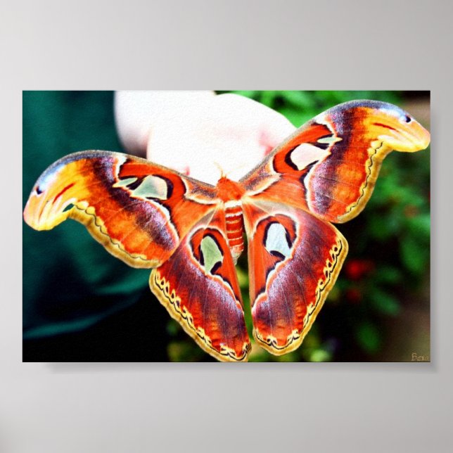 Poster Géant Atlas Moth (Devant)