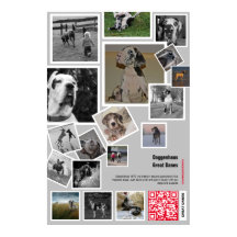 Géant chiot de Danemark à vendre