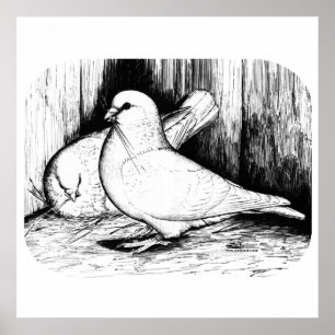Poster Géant Runt Pigeons