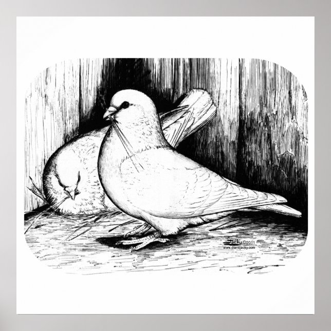 Poster Géant Runt Pigeons (Devant)