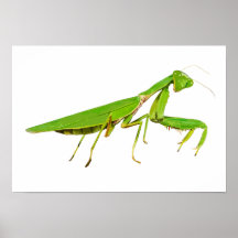 Poster géant vert de prière Mantis