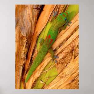 Poster Gecko Gold Dust