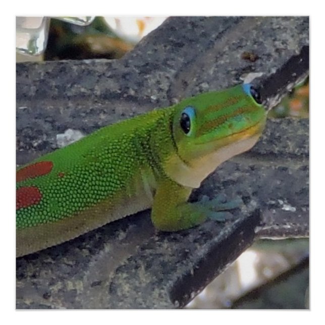 Poster Gecko hawaïen (Devant)